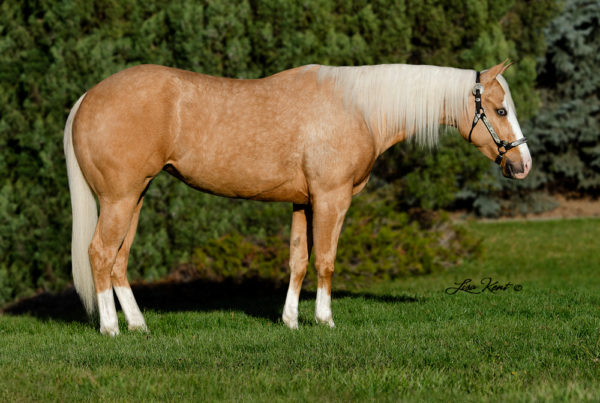 reining horse by hf mobster for sale