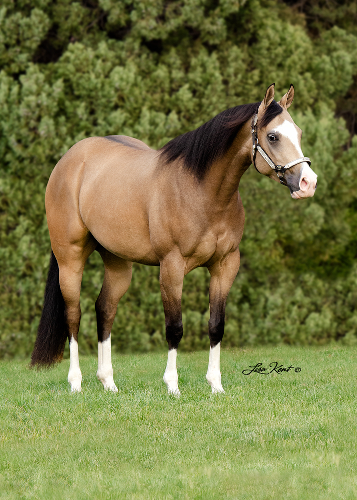 buckskin mare by HF Mobster