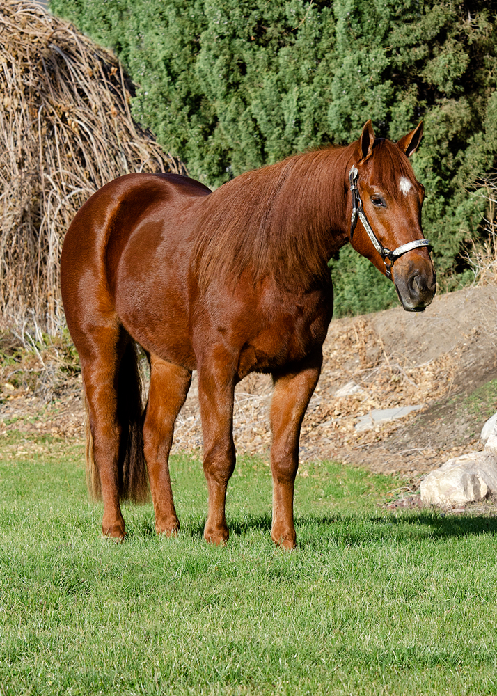 reining horse for sale in utah