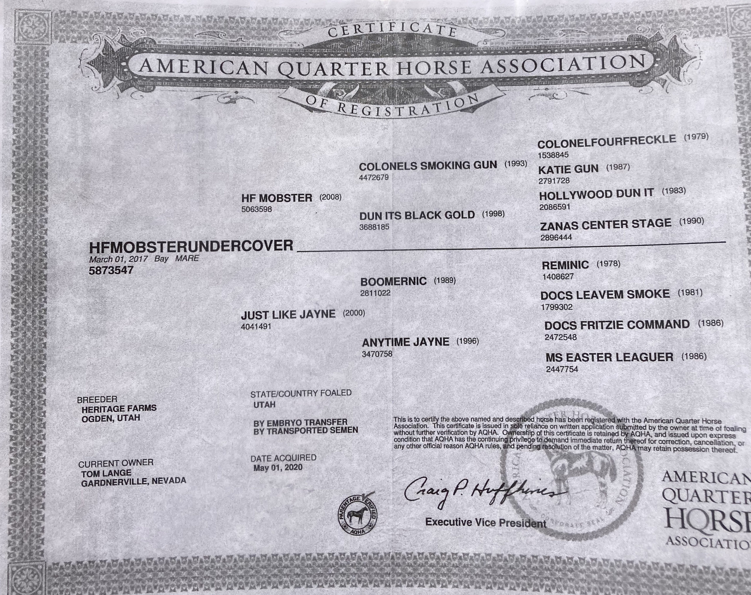 HF Mobsterundercover reg papers