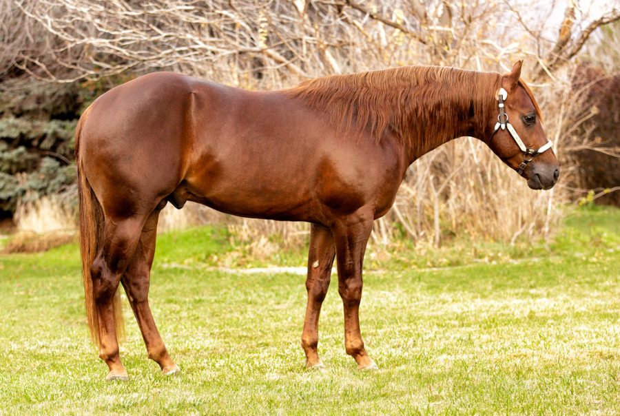 Sold Horses Preston Kent Reining
