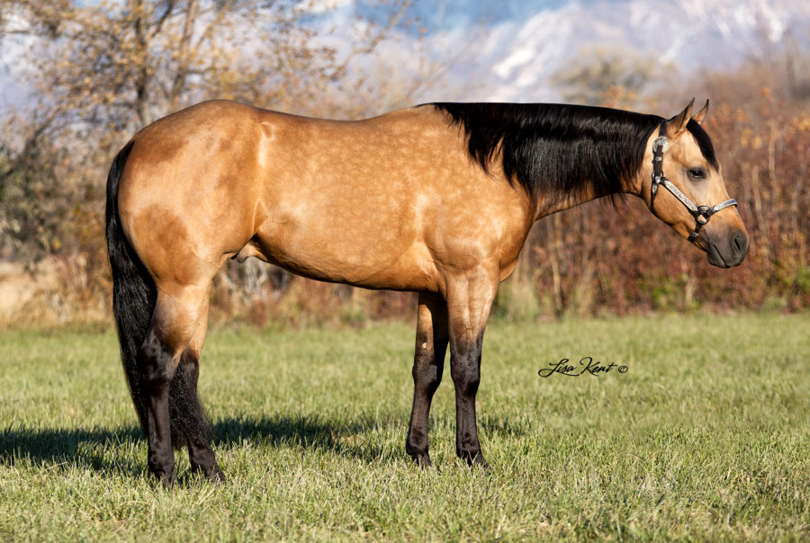 Preston Kent Reining Reining Horse Trainer Reining Horses For Sale
