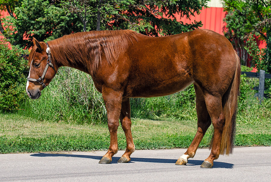 Reining Horses For Sale Preston Kent Reining