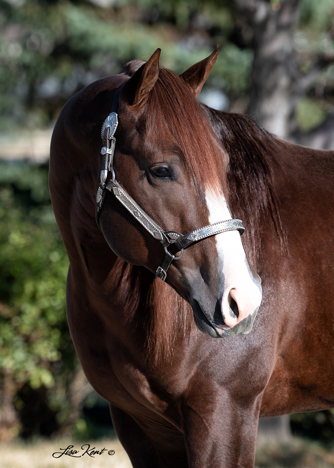 reining horses for sale at the nrha futurity