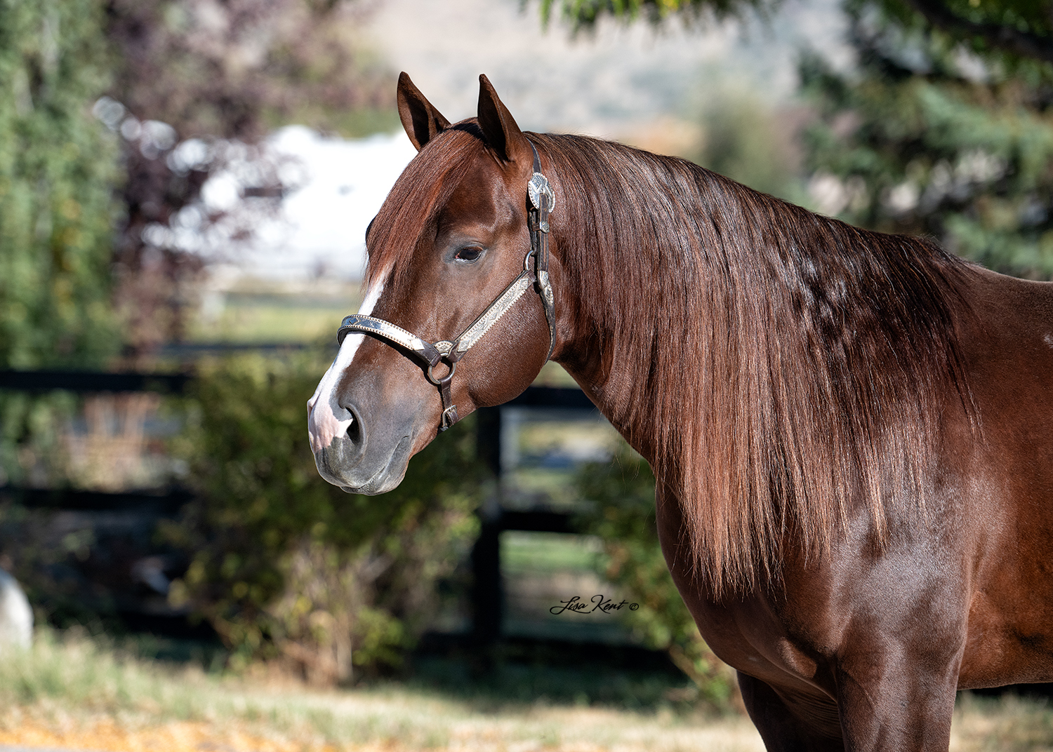 3 year old reining stallion for sale