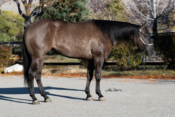 2 yr old reining horse for sale by A Vintage Smoke