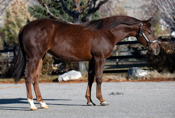 yearling reining filly for sale