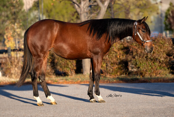 yearling reining horse for sale by A Vintage Smoke