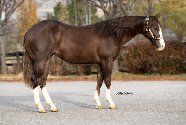 yearling reining filly by Gunnatrashya