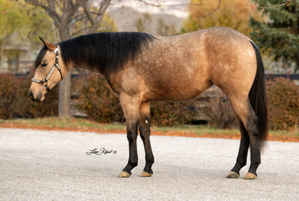 buckskin reining horse yearling filly by A Vintage Smoke